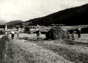 bosco (Positivo) (1960/01/01 - 1979/12/31)