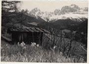 bosco (Positivo) (1950/01/01 - 1979/12/31)