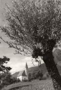 Weide (Baum) (Positivo) (1946/01/01 - 1969/12/31)