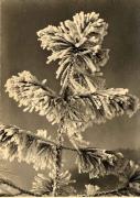 Motiv: Winter (Positivo) di Foto A. Steiner, Schlern Verlag (1930/01/01 - 1943/12/31)