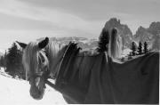 cavallo (Positivo) di Foto E. Pedrotti, Bozen (1930/01/01 - 1969/12/31)