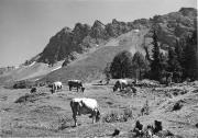 Kühe/Rinder auf der Weide (Positivo) di Foto Edizioni Ghedina (1950/01/01 - 1979/12/31)