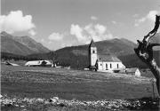 bosco (Positivo) di Foto Edizioni Ghedina (1950/01/01 - 1979/12/31)