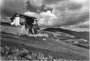 bosco (Positivo) di Foto Edizioni Ghedina (1950/01/01 - 1979/12/31)