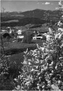 bosco (Positivo) di Foto Edizioni Ghedina (1950/01/01 - 1979/12/31)