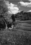 bosco (Positivo) di Foto Edizioni Ghedina (1950/01/01 - 1979/12/31)