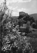 bosco (Positivo) di Foto Edizioni Ghedina (1950/01/01 - 1979/12/31)