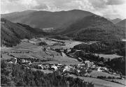 bosco (Positivo) (1950/01/01 - 1979/12/31)