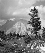 bosco (Positivo) di Foto Sandro Saltuari, Bozen (1950/01/01 - 1969/12/31)