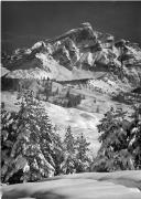 bosco (Positivo) di Foto Edizioni Ghedina (1950/01/01 - 1979/12/31)