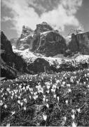 Krokus (Positivo) di Foto Edizioni Ghedina (1950/01/01 - 1969/12/31)