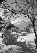Wald/Bäume, Winter (Positivo) di Foto Edizioni Ghedina (1950/01/01 - 1969/12/31)