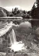 Seevegetation (am Ufer und auf dem Wasser) (Positivo) di Foto Edizioni Ghedina (1950/01/01 - 1969/12/31)