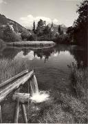 Seevegetation (am Ufer und auf dem Wasser) (Positivo) di Foto Edizioni Ghedina (1950/01/01 - 1969/12/31)