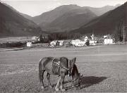 bosco (Positivo) (1950/01/01 - 1969/12/31)
