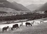 bosco (Positivo) (1950/01/01 - 1969/12/31)
