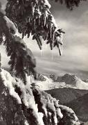 Wald/Bäume, Winter (Positivo) di Foto Edizioni Ghedina (1950/01/01 - 1969/12/31)
