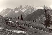 mucca/bovino (Positivo) di Foto Edizioni Ghedina (1950/01/01 - 1969/12/31)