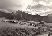 prato (Positivo) di Foto Edizioni Ghedina (1950/01/01 - 1969/12/31)