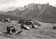 mucca/bovino (Positivo) di Foto Edizioni Ghedina (1950/01/01 - 1969/12/31)