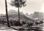 bosco (Positivo) (1950/01/01 - 1969/12/31)