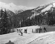 Nadelwald (Positivo) di Foto Tappeiner, Meran (1950/01/01 - 1969/12/31)