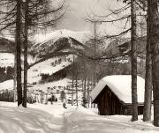 Fichtenwald (Positivo) di Foto Fuchs-Hauffen, Überlingen (1960/01/01 - 1989/12/31)