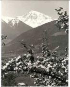 Motiv: Frühling (Positivo) (1950/01/01 - 1979/12/31)