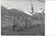Obstbaum (Positivo) di Tappeiner, Bozen und Meran (1960/01/01 - 1979/12/31)