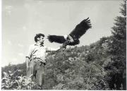 Falkner (Positivo) (1960/01/01 - 1979/12/31)