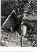 Falknerei (Positivo) (1960/01/01 - 1979/12/31)