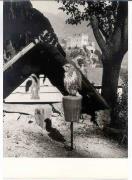 Schloß Obermontani (Latsch-Morter) (Positivo) (1960/01/01 - 1979/12/31)