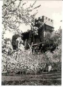 Obstbaum (Positivo) di Foto Sandro Saltuari, Bozen (1960/01/01 - 1979/12/31)