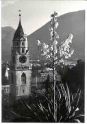 Gotik (Positivo) di Foto Wenzel Fischer, Garmisch (1960/01/01 - 1979/12/31)