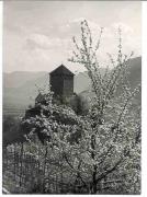 Obstbaum (Positivo) di Foto Löbl, Bad Tölz/Oberbayern (1960/01/01 - 1979/12/31)