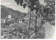 vitigno (Positivo) di Foto Edizioni Ghedina (1960/01/01 - 1979/12/31)