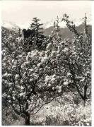 Obstbaum (Positivo) di Foto Sandro Saltuari, Bozen (1960/01/01 - 1979/12/31)