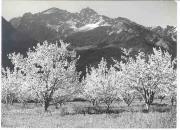 Obstbaum (Positivo) di Foto Löbl, Bad Tölz/Oberbayern (1960/01/01 - 1979/12/31)