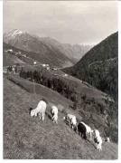 prato (Positivo) di Foto Sandro Saltuari, Bozen (1960/01/01 - 1979/12/31)