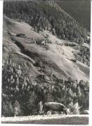 Kühe/Rinder auf der Weide (Positivo) di Foto Sandro Saltuari, Bozen (1960/01/01 - 1979/12/31)