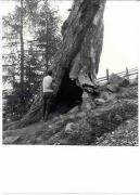 Lärche (Positivo) di Foto Edizioni Ghedina (1950/01/01 - 1979/12/31)