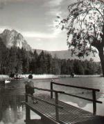 Kiefernwald (Positivo) di Foto Sandro Saltuari, Bozen (1950/01/01 - 1979/12/31)