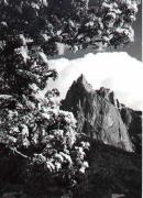 Obstbaum/Obst (Positivo) di Foto Wenzel Fischer, Garmisch (1950/01/01 - 1979/12/31)