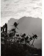 Blume(n) (Positivo) di Foto Wenzel Fischer, Garmisch (1950/01/01 - 1979/12/31)