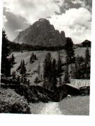 bosco (Positivo) di Foto Sandro Saltuari, Bozen (1950/01/01 - 1979/12/31)