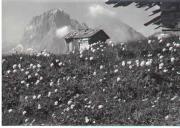 fiore (Positivo) di Foto Edizioni Ghedina (1960/01/01 - 1979/12/31)