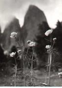 Trollblume (Positivo) di Foto Wenzel Fischer, Garmisch (1960/01/01 - 1979/12/31)