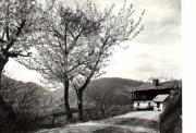 Motiv: Frühling (Positivo) di Foto Sandro Saltuari, Bozen (1960/01/01 - 1979/12/31)