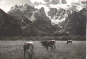 mucca/bovino (Positivo) di Foto Wenzel Fischer, Garmisch (1960/01/01 - 1979/12/31)