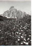 Motiv: Frühling (Positivo) di Foto Sandro Saltuari, Bozen (1960/01/01 - 1979/12/31)